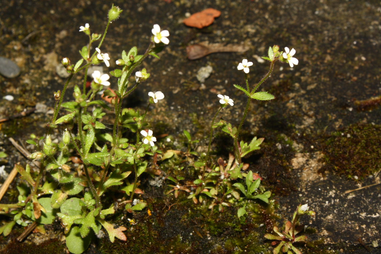 Saxifraga tridactylites / Sassifraga annuale